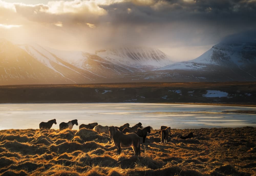 Horses Golden Winter Mountains by joanaduenas — canvas wall art