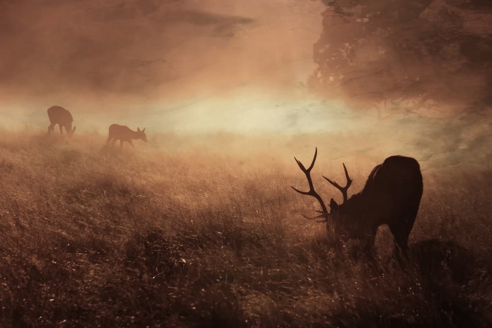 Deer in Golden Mist by Robert Fabrowski — canvas wall art