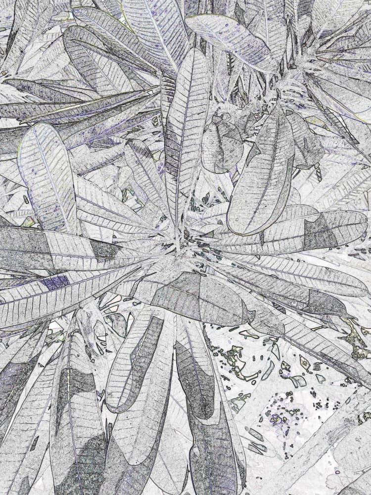 Sketched Tropical Leaves by Santhosh ch — canvas wall art