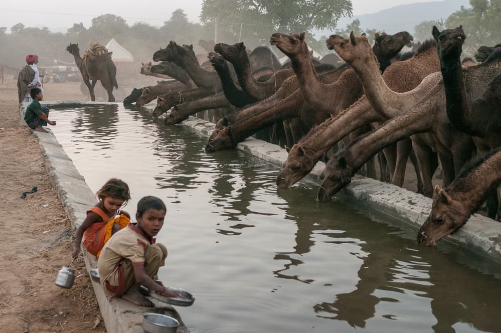 Children and Camels Watering by Pavol Stranak — canvas wall art