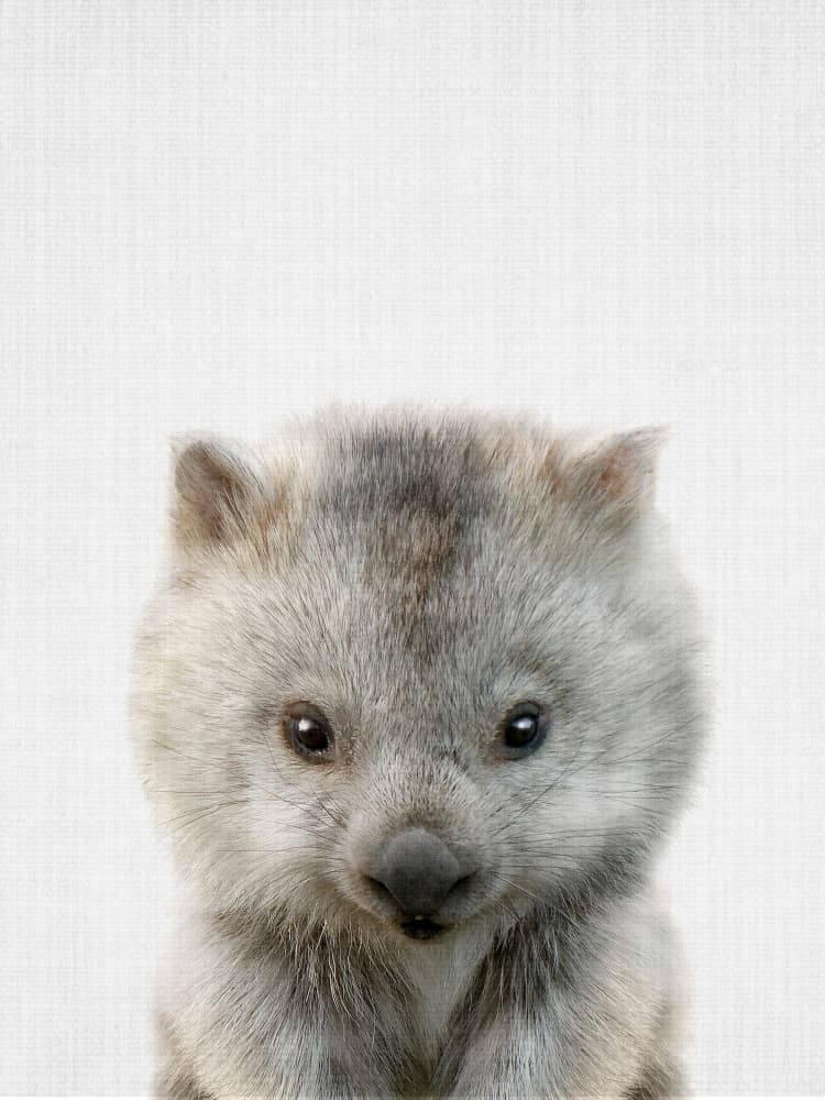 Cute Baby Wombat by Lila & Lola — canvas wall art
