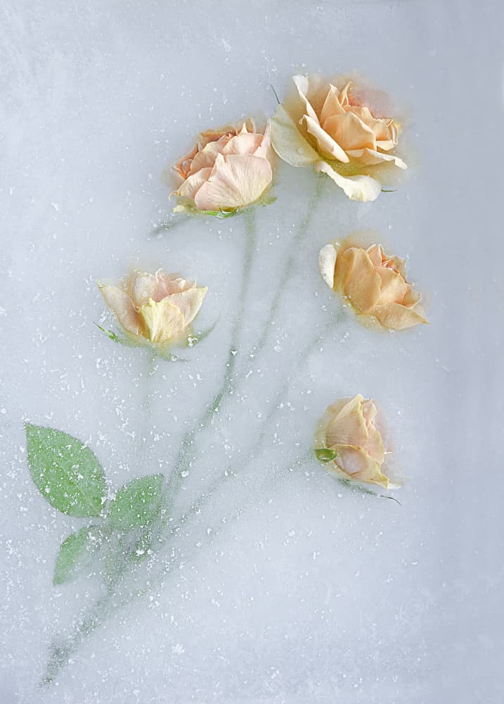 Yellow Roses. by Pedro Uranga — canvas wall art