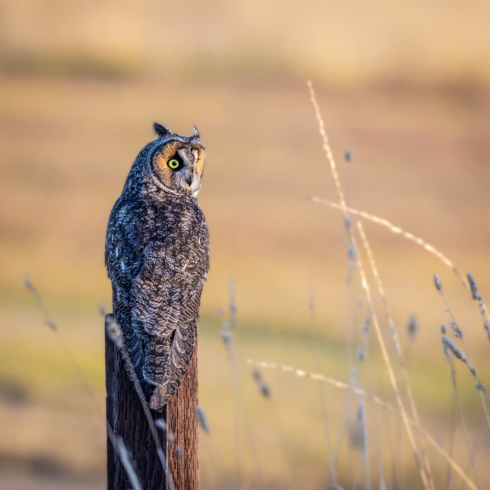 Watchful Long-Eared Owl by Taksing (吉星高照) — canvas wall art