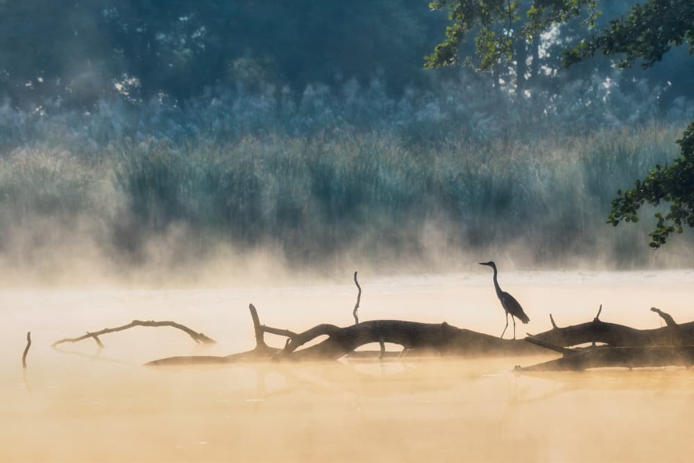 Golden Heron in Mist by Pawel Kado — canvas wall art