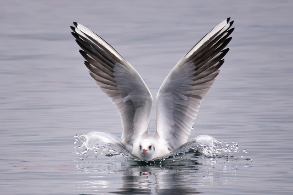 Seagull Water Landing by Susanne Landolt — canvas wall art