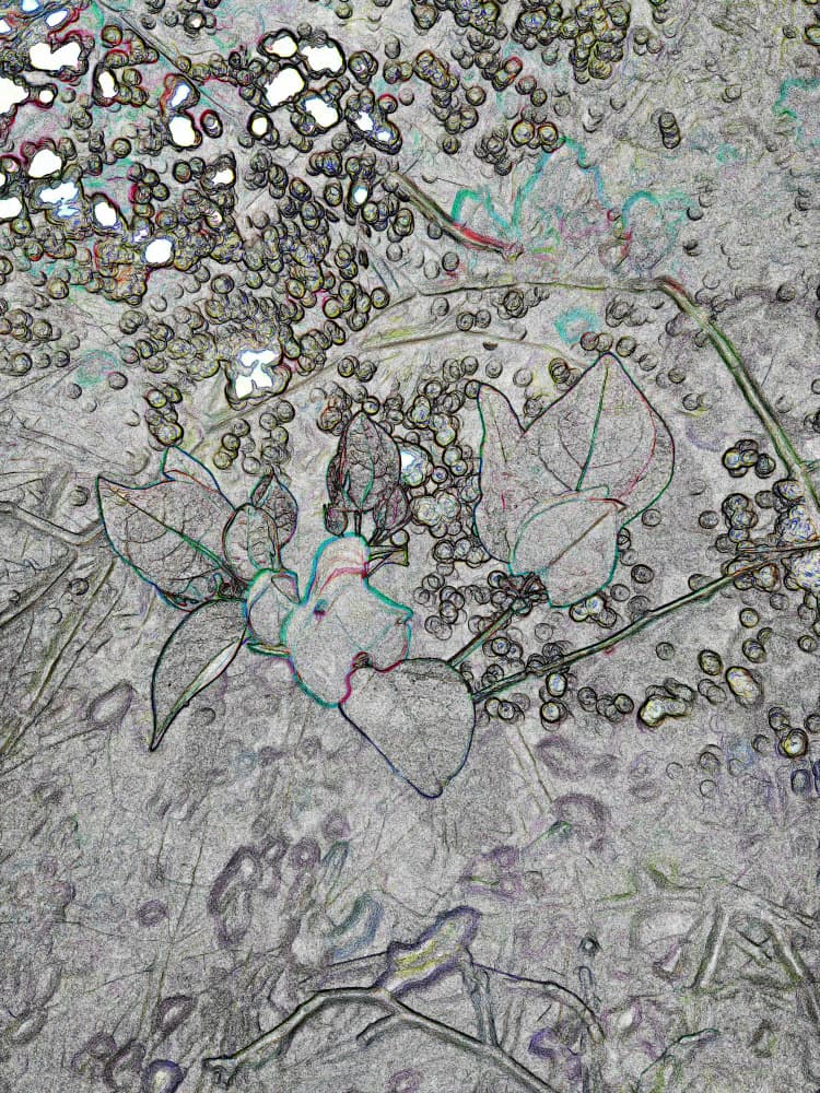 Abstract Botanical Sketch by Santhosh ch — canvas wall art