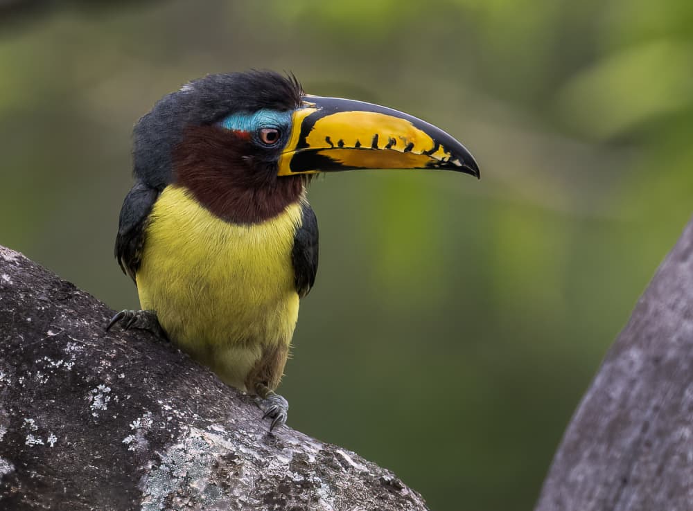 Vibrant Tropical Toucan by Liwen Tao — canvas wall art