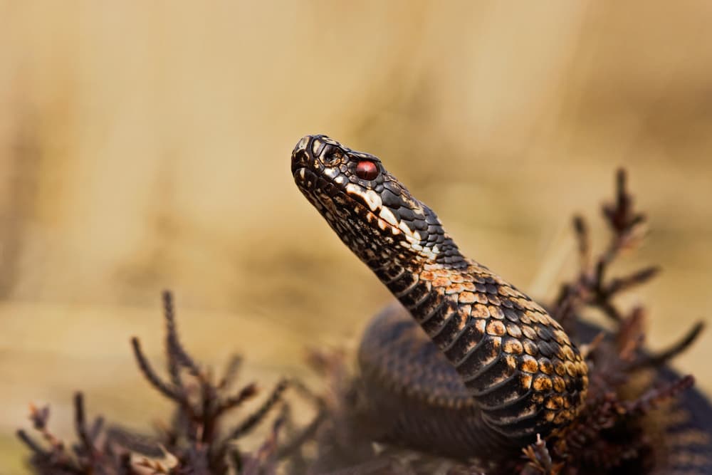 Viper's Intense Stare by Rob Olivier — canvas wall art