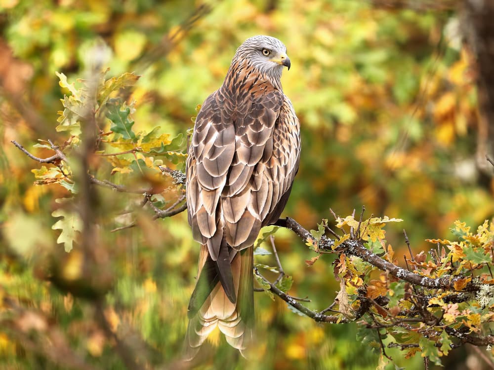 Majestic Red Kite by Nicolás Merino — canvas wall art
