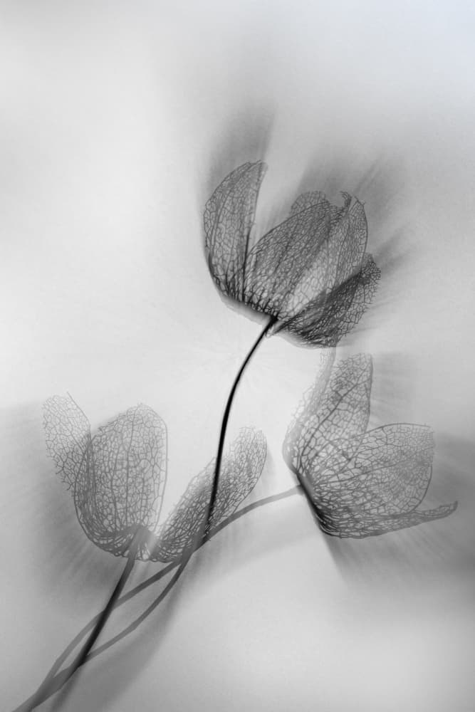 Ethereal Dried Flowers by Shihya Kowatari — canvas wall art