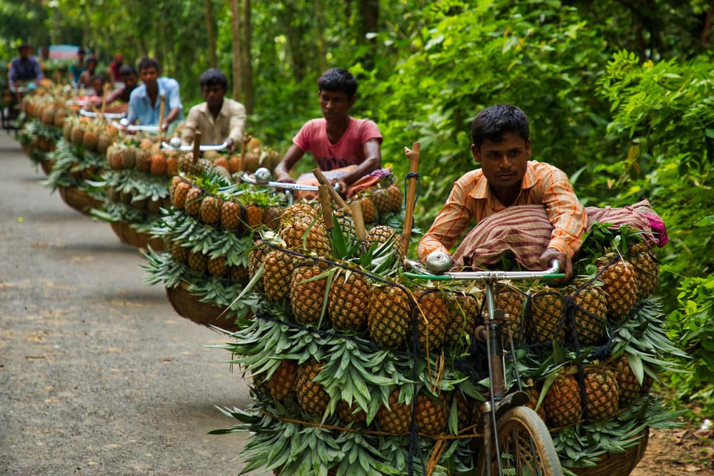 Tropical Pineapple Bicycles by Azim Khan Ronnie — canvas wall art