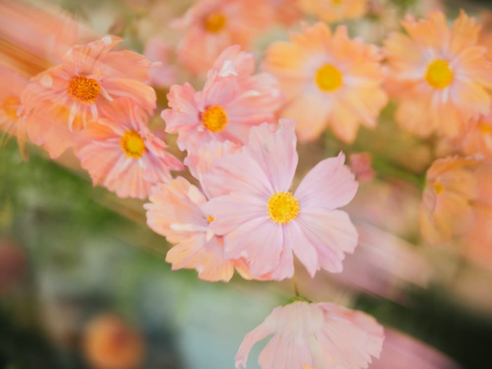 Moving Flowers 5 by Raisa Zwart — canvas wall art