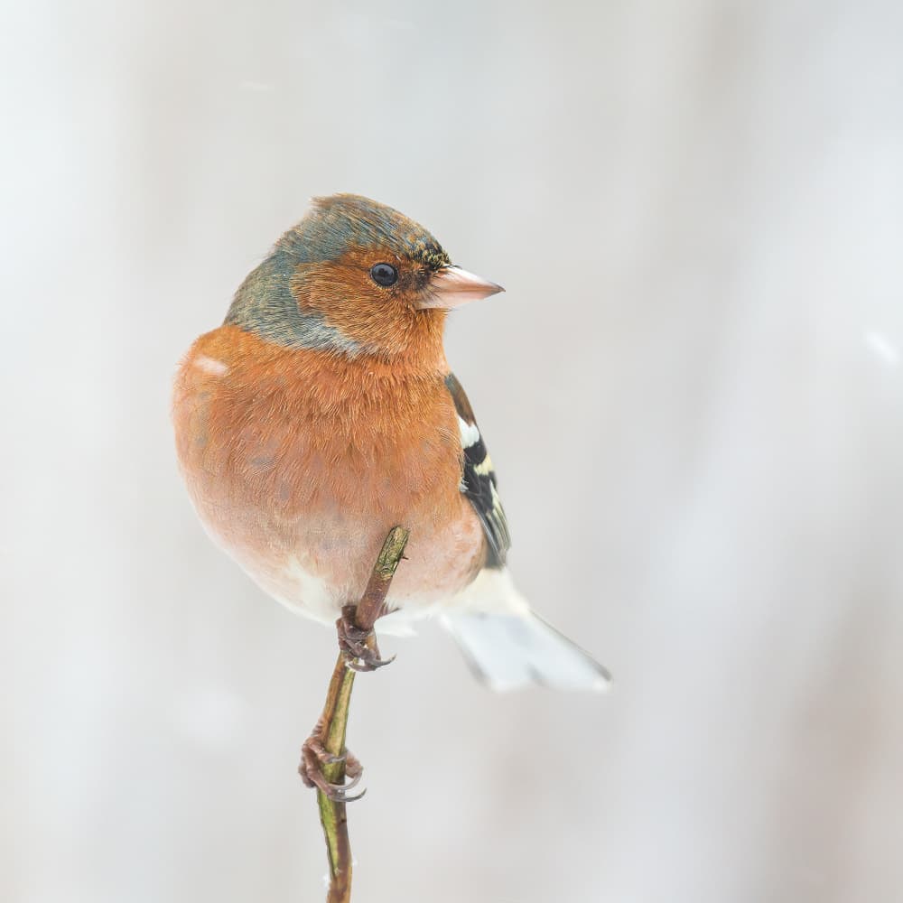 Colorful Winter Finch by Annie Keizer — canvas wall art