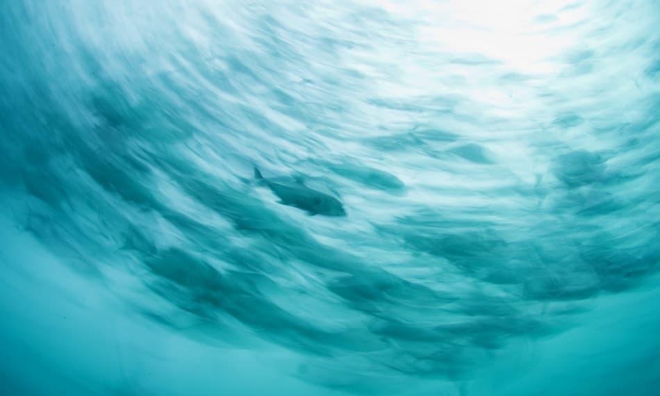 Underwater Fish Swirl by Andrey Narchuk — canvas wall art