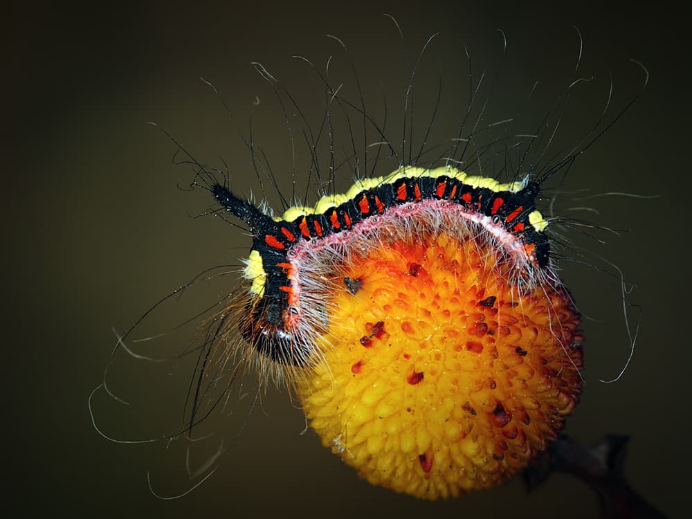 Hairy Caterpillar Close Up by Jimmy Hoffman — canvas wall art