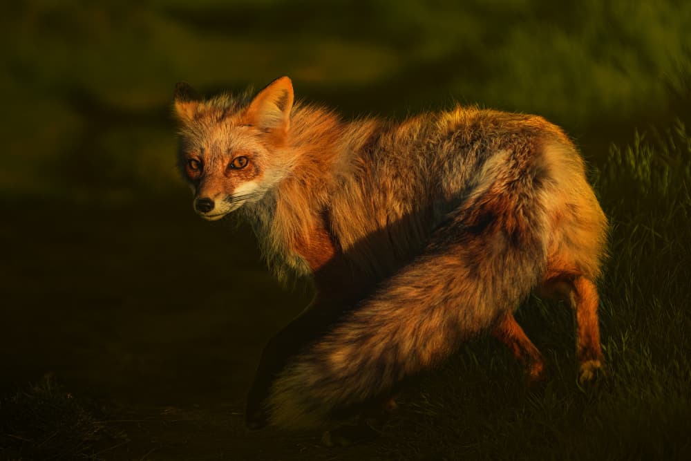 Wild Fox Golden Light by Rob Li — canvas wall art