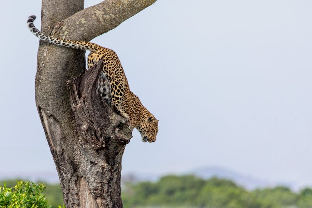 Graceful Leopard Descends Tree by Alessandro Catta — canvas wall art