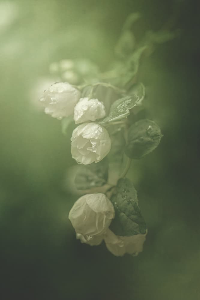 Jasmine by Kristina Zvinakeviciute — canvas wall art