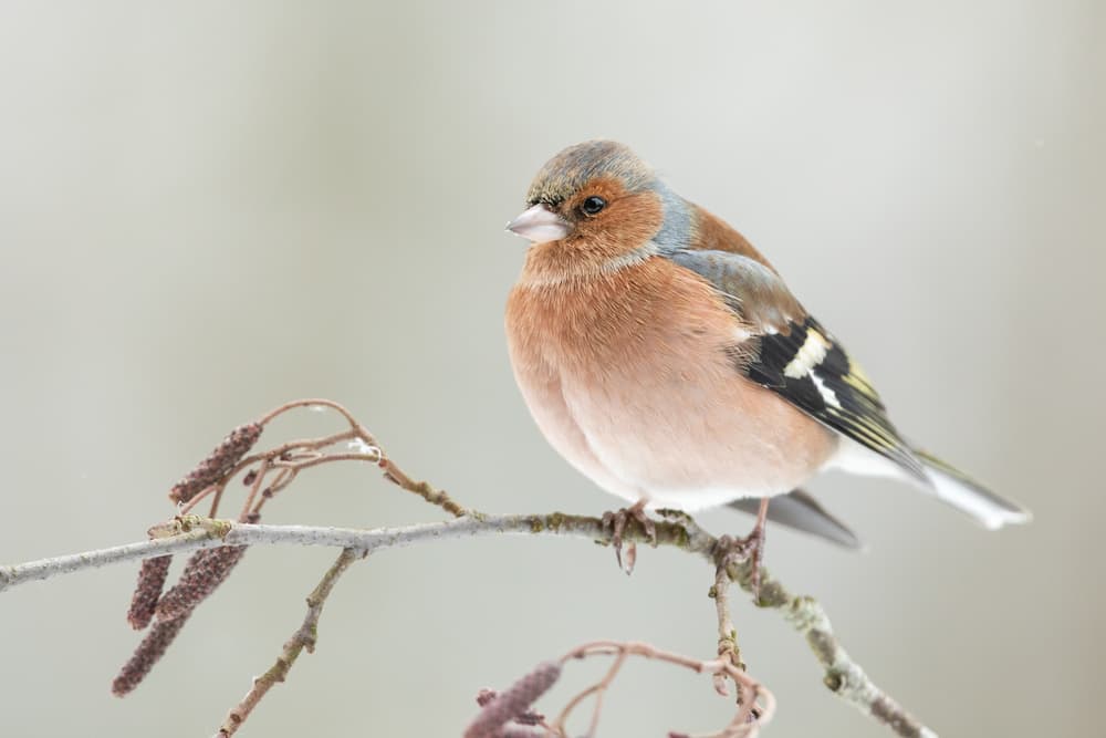 A common chaffin with snow light by Annie Keizer — canvas wall art