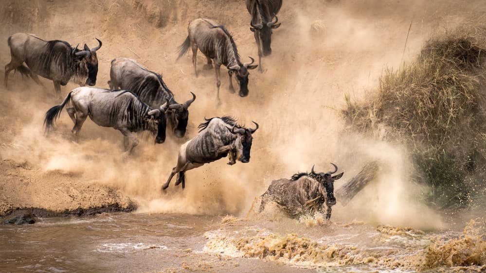 Wildebeest River Crossing by Henrike Scheid — canvas wall art