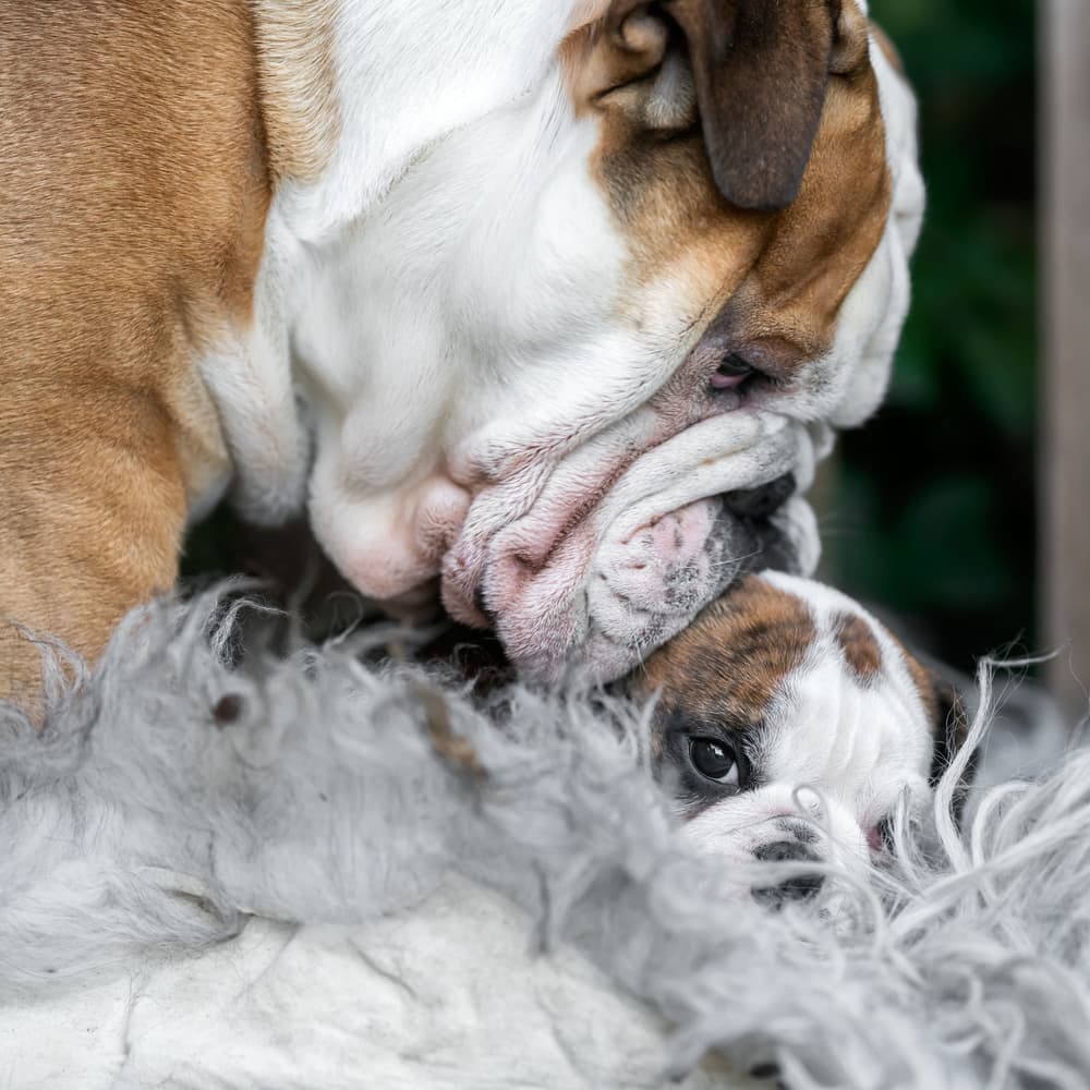 What is up, little one? by Gert van den Bosch — canvas wall art
