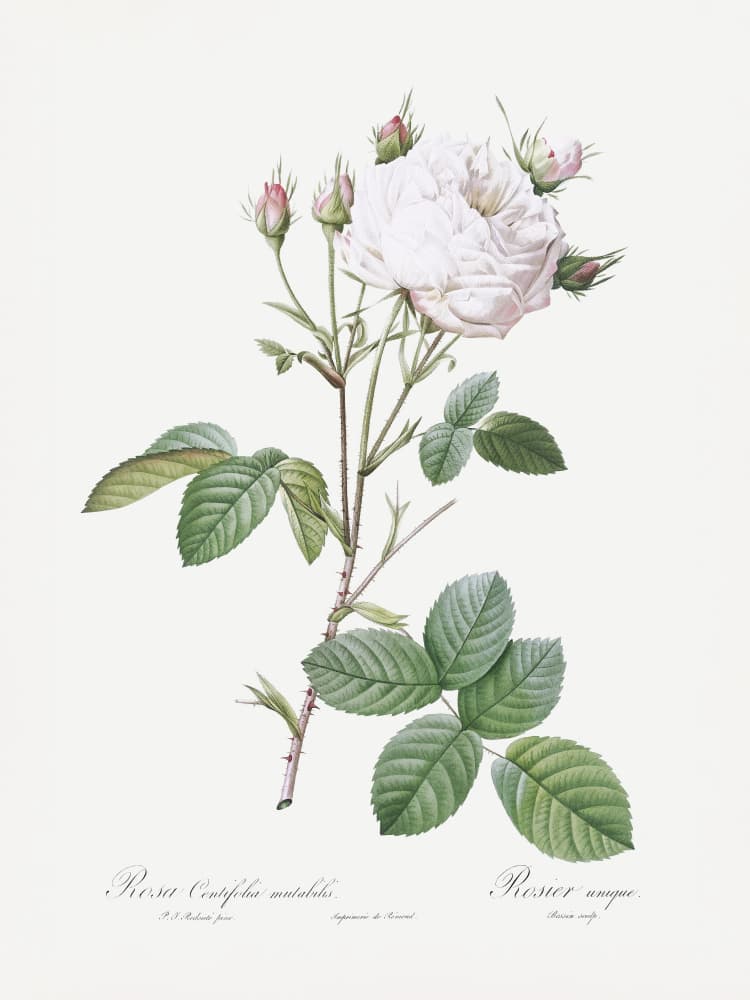 Cabbage Rose White Provence, Les Roses (1817–1824) by Pierre-Joseph Redoute — canvas wall art
