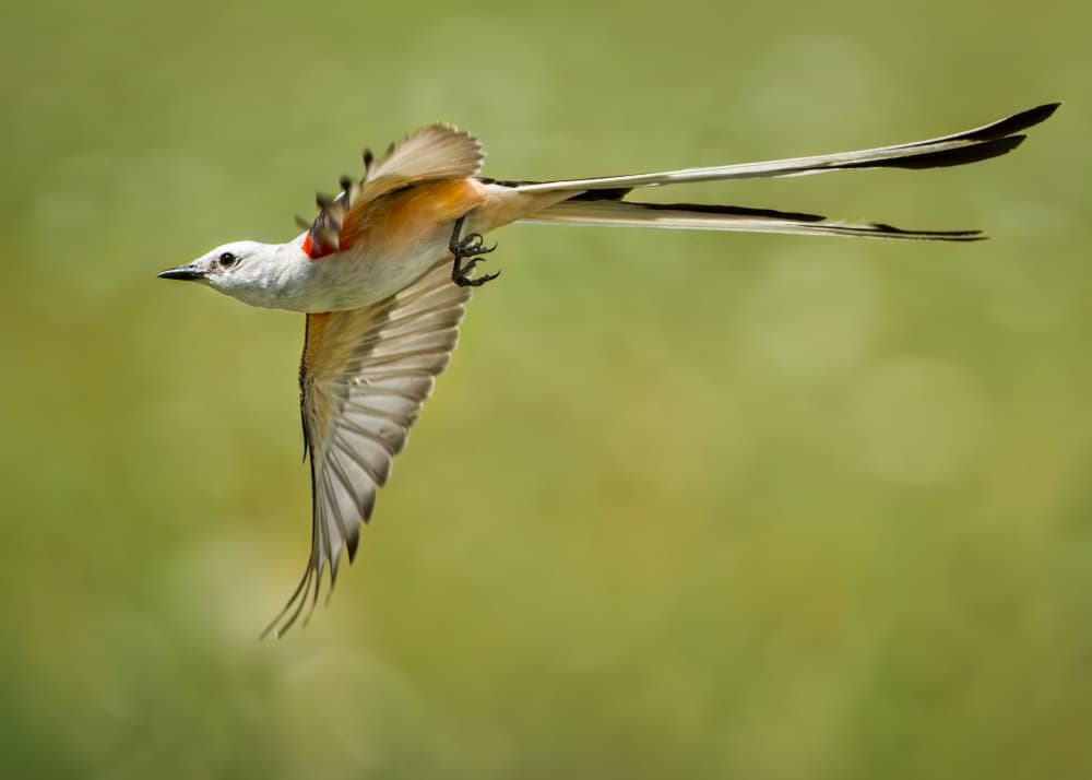 Wild Bird In Flight by Alex Li — canvas wall art