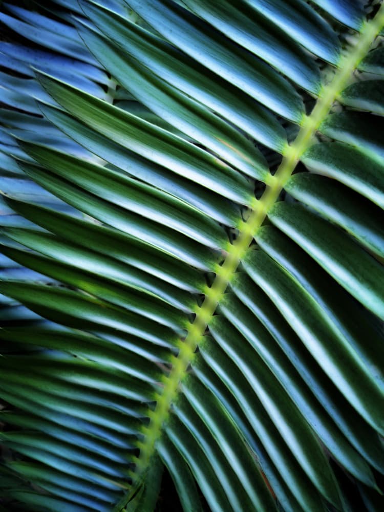 Lush Palm Pattern by Angelo Cerantola — canvas wall art