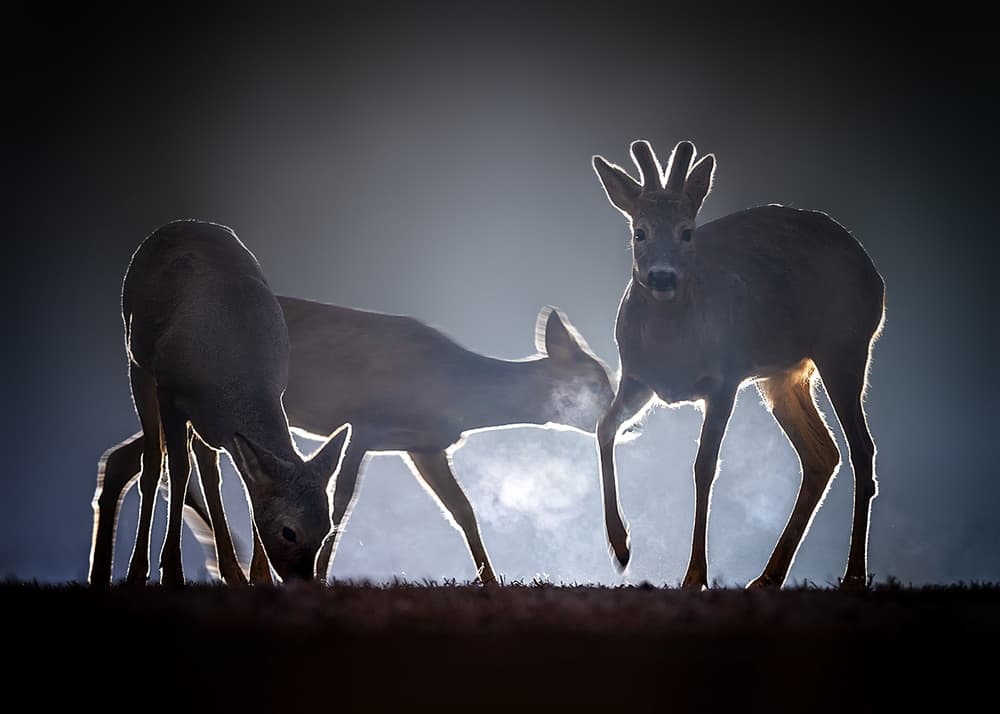 Backlit Deer In Mist by Annie Poreider — canvas wall art