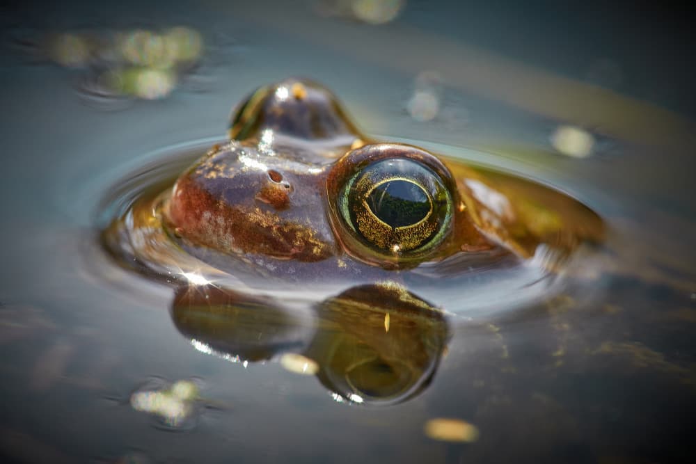 Frog's Eye Reflection by Bodo Balzer — canvas wall art