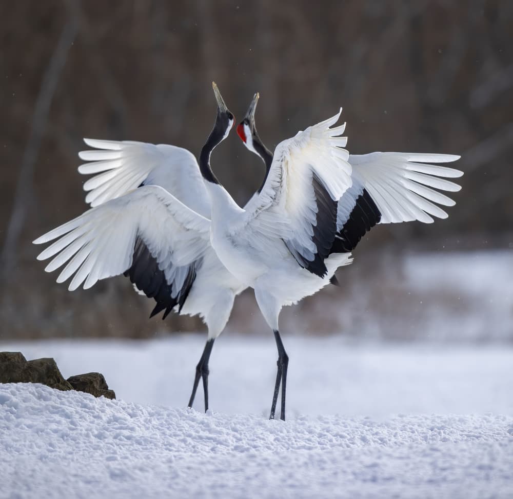 Winter Crane Dance by Judy Tseng — canvas wall art
