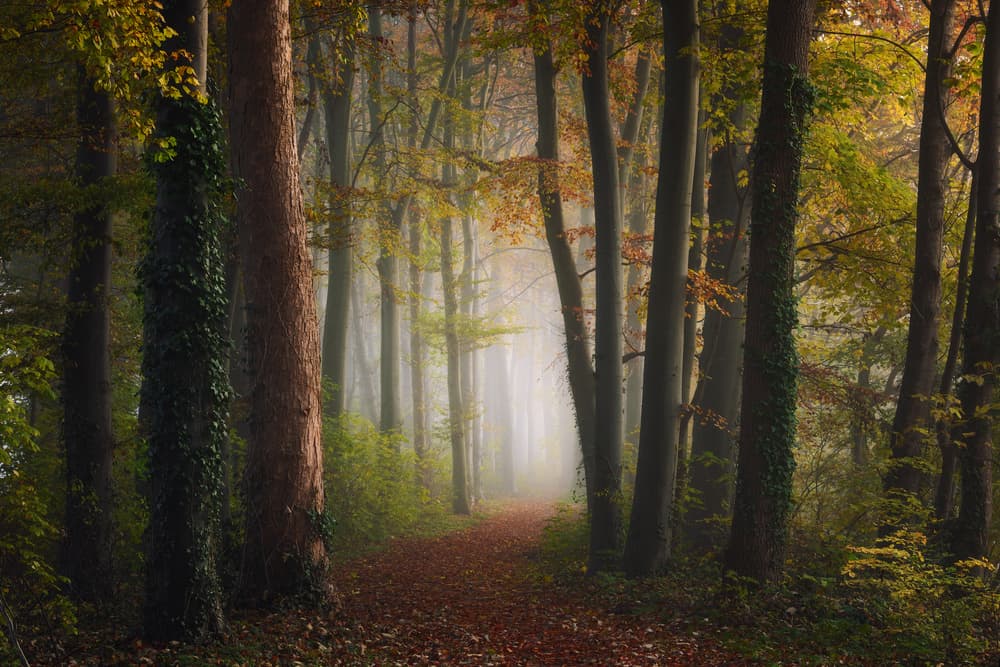 Misty Autumn Forest Path by NingYun Ye — canvas wall art