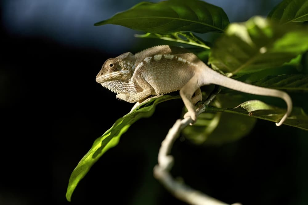 Calm Chameleon Perched by Serge Melesan — canvas wall art