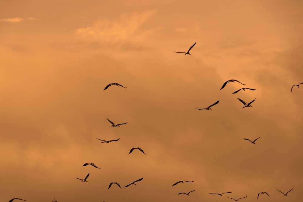 Flock Soaring Sunset by Santhosh ch — canvas wall art