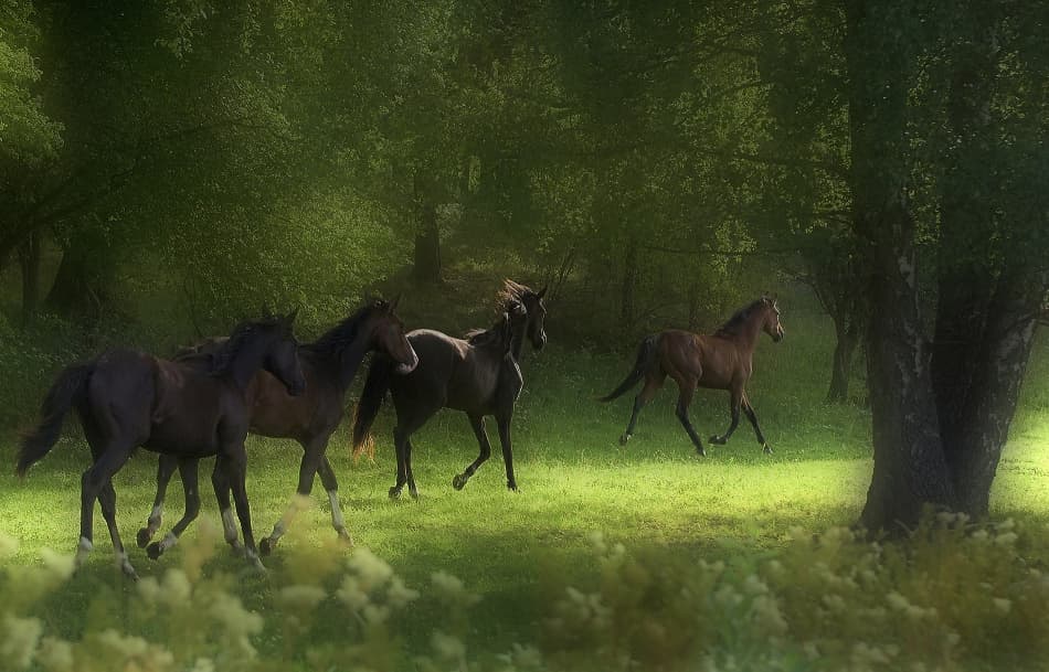 Wild Horses in Sunlight by Allan Wallberg — canvas wall art