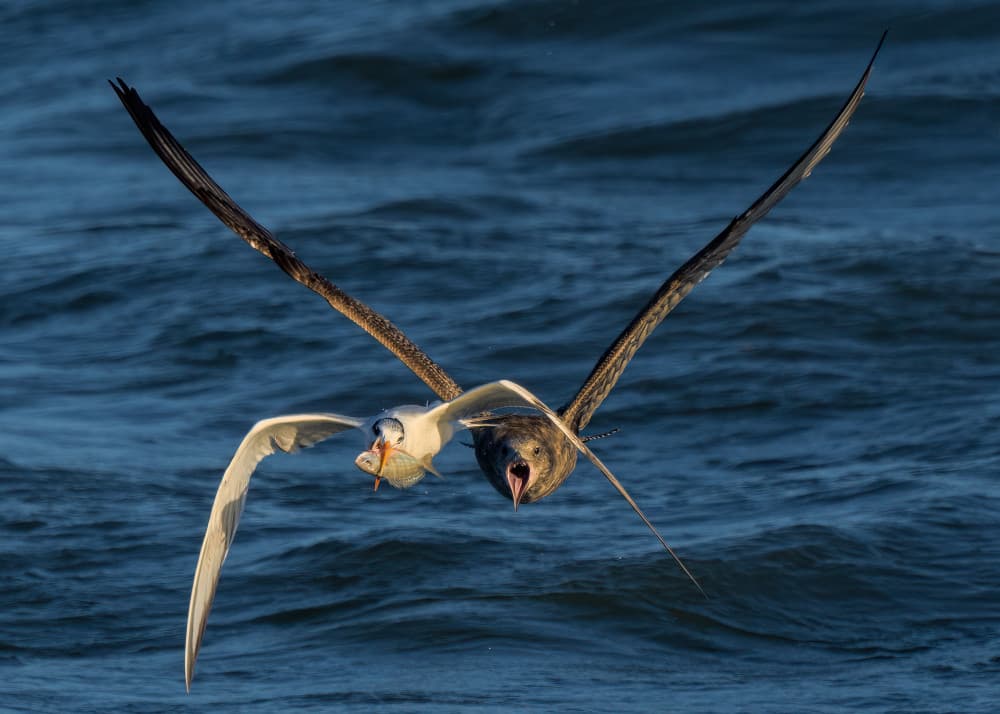 Ocean Birds Dramatic Chase by John Fan — canvas wall art