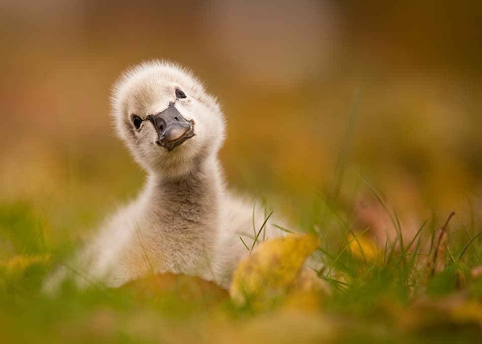 Curious Baby Swan by Robert Adamec — canvas wall art