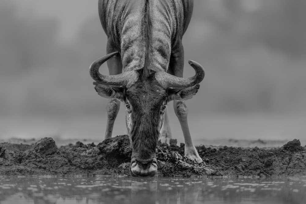 Wildebeest Drinking Water by Jun Zuo — canvas wall art