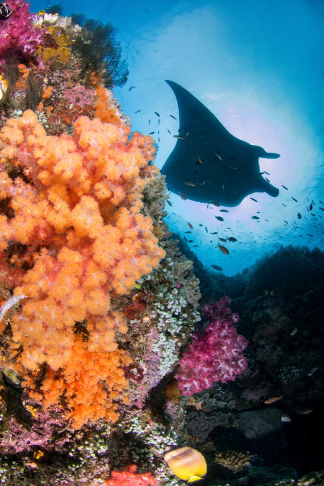 Manta Ray Over Vibrant Coral by Cédric Péneau — canvas wall art
