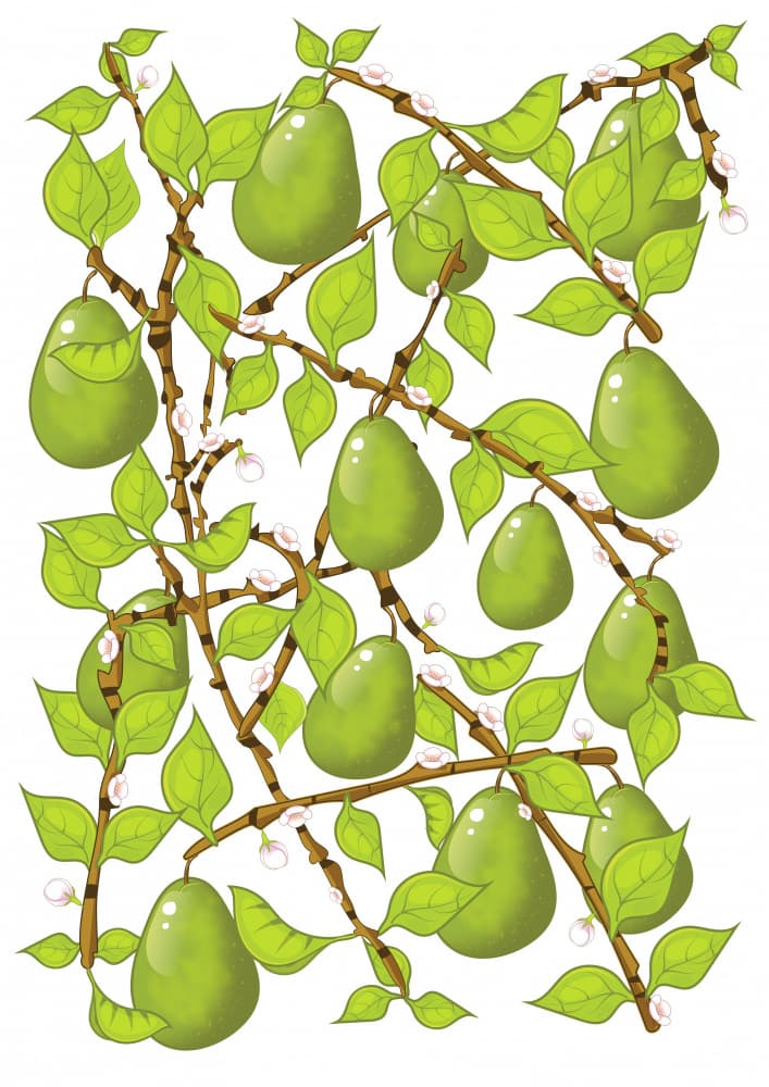 Green Pears On Tree by Nicholas — canvas wall art