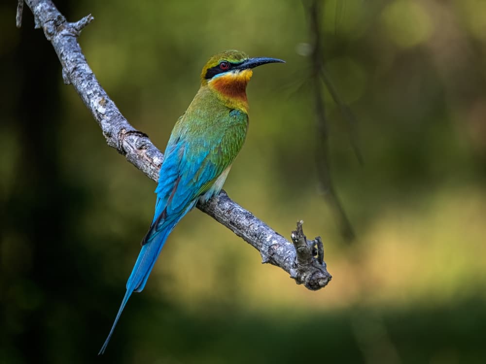 Vibrant Bee-eater Perch by Henk Goossens — canvas wall art