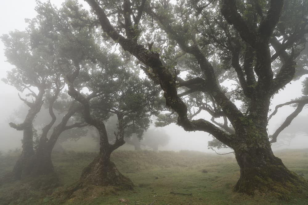 Misty Ancient Woods by Karsten Wrobel — canvas wall art