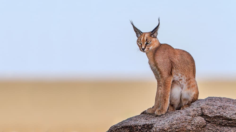 Watchful Caracal On Rock by Alessandro Catta — canvas wall art