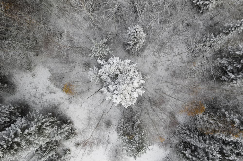 Snowy Forest Aerial View by Eser Karadag — canvas wall art