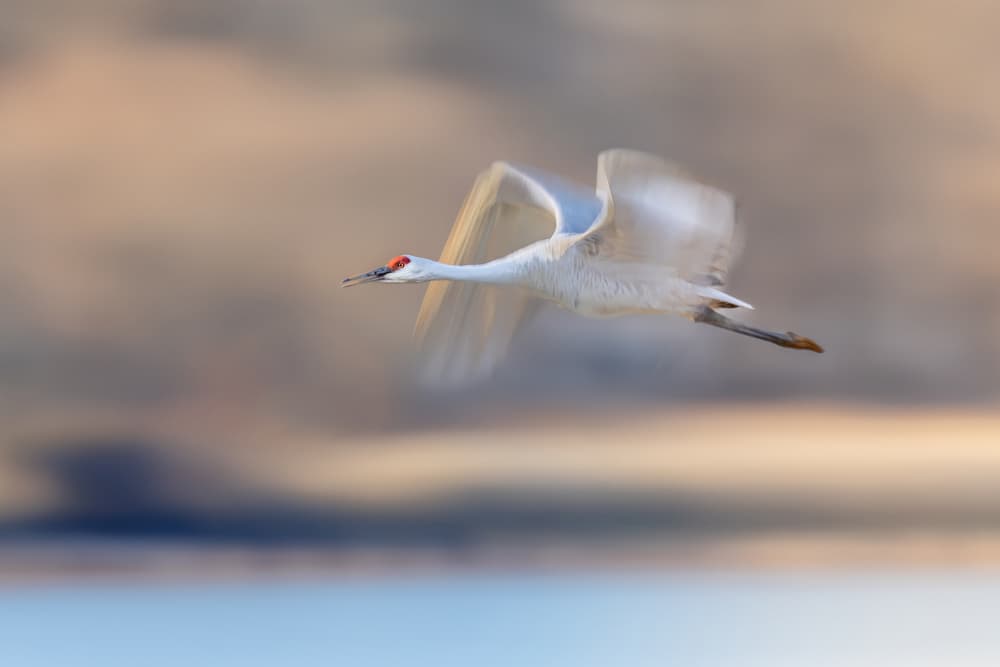 Crane Flying in Soft Light by Gary Hu — canvas wall art