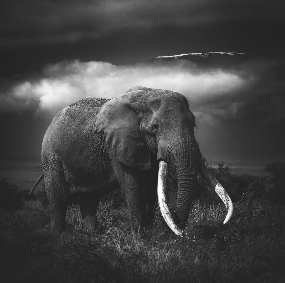 Majestic African Elephant by Hamza Qarooni — canvas wall art