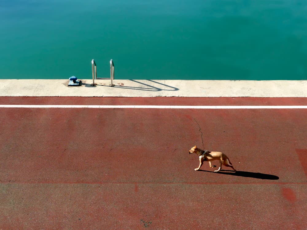 Walking Dog By Turquoise Water by paolo luxardo — canvas wall art