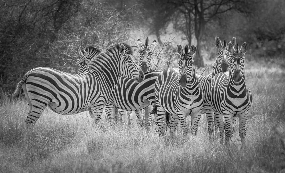 Watchful Zebra Herd by Jeffrey C. Sink — canvas wall art