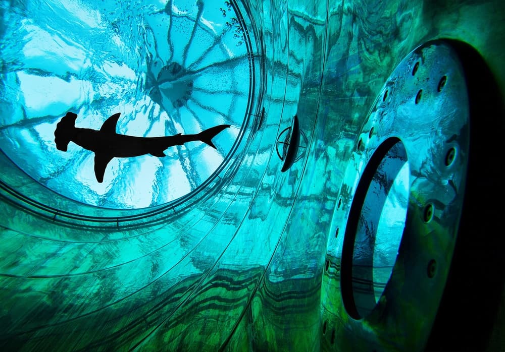 Hammerhead Shark Tunnel by Andrey Narchuk — canvas wall art