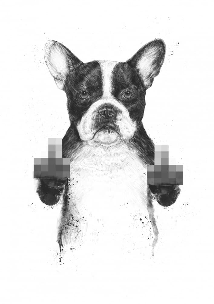 Rebellious Boston Terrier by Balazs Solti — canvas wall art